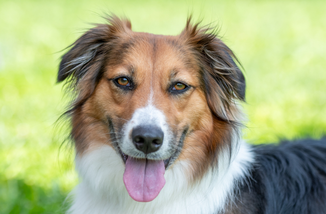 Collegamento a Chi siamo: